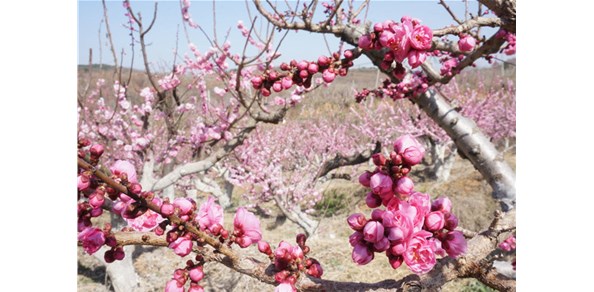 美到窒息！棲霞千畝梅花谷，暗香浮動(dòng)醉游人